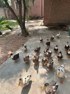 Imported ducks ready for breeding   20