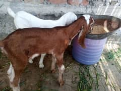 goat with 2 baby male female 03077109489