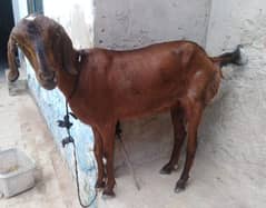 Bakri