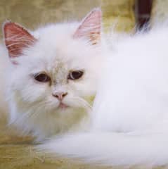 Persian Cat urgent sale