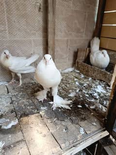 Big pair of balloon pigeon breeding pair with /03217198692