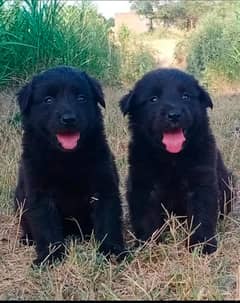 Black German shepherd puppies for sale