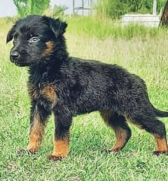 German Shepherd puppies for sale