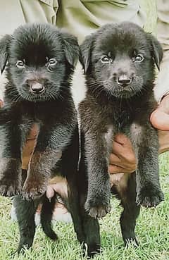 balikGerman Shepherd puppies for sale