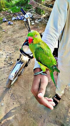 Hand Tame Green Parrot