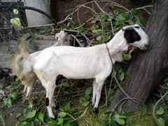 goat2
