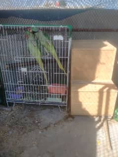 Raw breader pair with cage and box