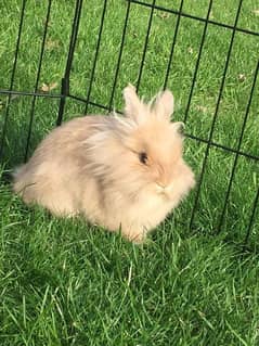 lionhead rabbits