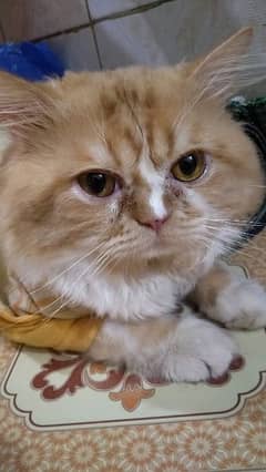 Persian Cute Male Cat