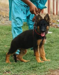 German Shepherd female 3 month for sell