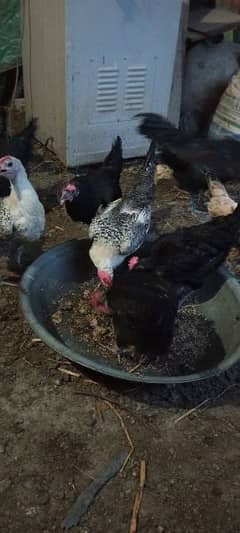 Desi(Golden misri) hens for sale