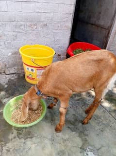 goat female. age 18 month reasonable price contact 03084950233