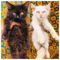 black and white pesian pair (vaccinated) whatsapp(03061747256)