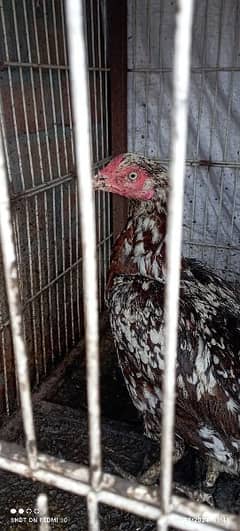 aseel hens for sale