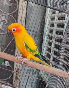 Sunconure