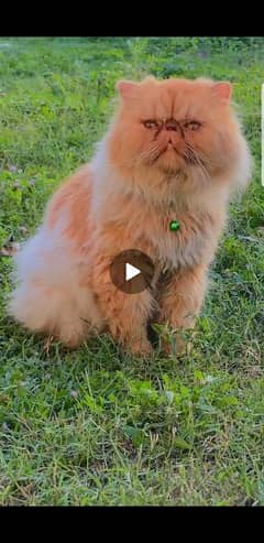 peki and Persian adult pairs female kittens