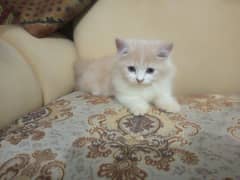 Persian kitten