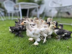 Golden Heavy buff,White Heavy Buff,Polish And Bentum Chicks For Sale