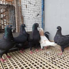 Black King Pigeons