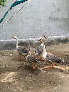 long neck ducks geese
