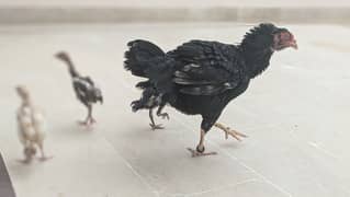 Aseel lasani hen with 3 chick  ASEEL MALE LONG HIGHT DOUBLE BODY