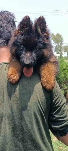 German Shepherd long coat puppy heavy bone with teacher for sale