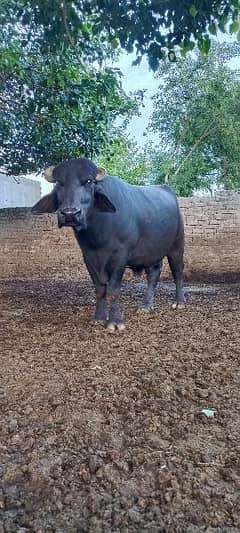 katta (bull) for sale neli (blue) nasal