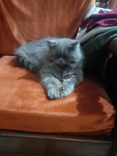 Persian Breeder Male Cat