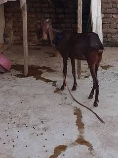 Dhoodh wali bakri/goat for sale/03132024506