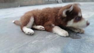 siberian Husky puppy 2 month age wooly cote