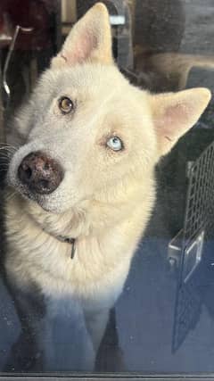 Husky golden dogs