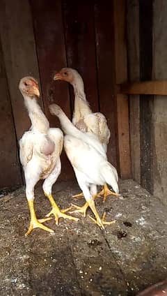 White King Shamo Chicks