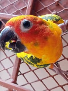 sun conure (bunch of beauty)