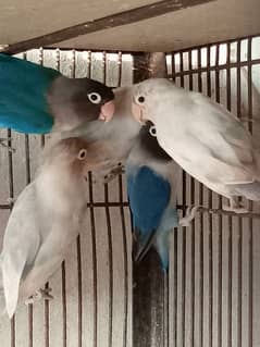 love birds breeder's prices