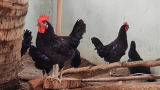 Australorp adult male murga