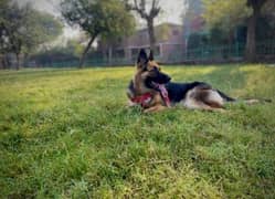 German Shepherd long coat female