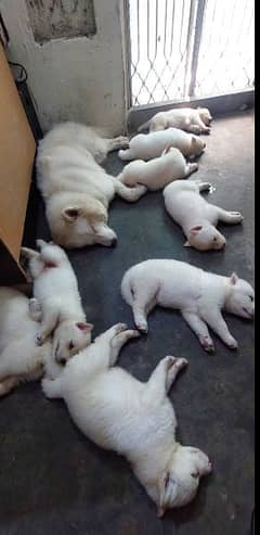 Blue eyes white husky puppy