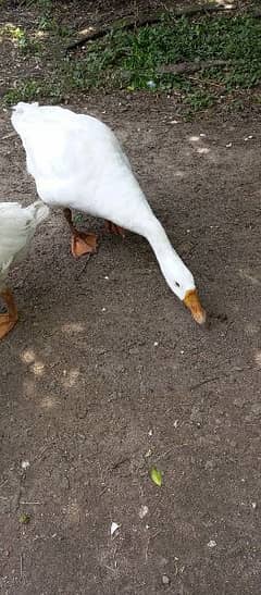 Pair of Ducks