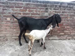 beetal bakri with female path