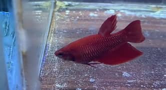 betta female