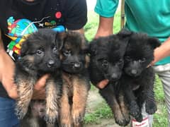 Garman shepherd puppies for sale long coat
