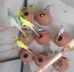 Budgies parrots in different colours for sale at reasonable prices