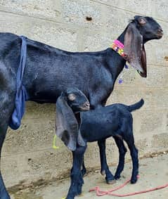 Pure Beetal Fayslabadi Bakri with 1 Female kid