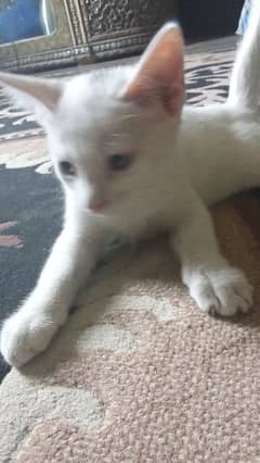 white cat brown eyes and black cat  greeneyes