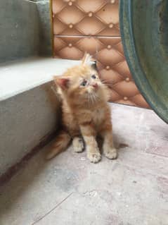 Persian kittens triple cotted