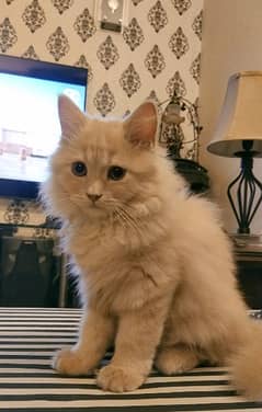 triple layered ginger color persian kitten