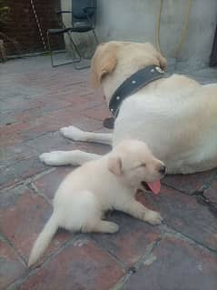 Labrador puppies