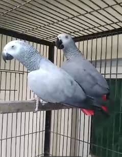 African grey Parrott for sale O34O ,__4O__53__157 my WhatsApp n