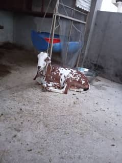 bital breed female goat