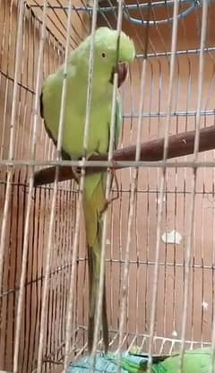 Green Parrot Female Full Talking Face to Face.